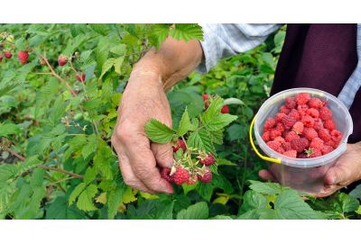 Raspberry harvesting